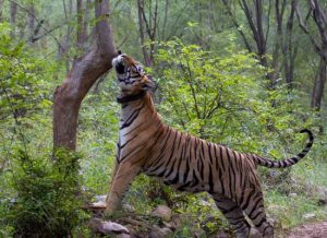 Sariska and Jaipur Tour Packages Book Sightseeing